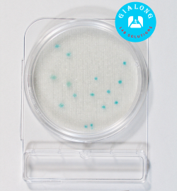 Đĩa Compact Dry Kiểm Tra Bacillus Cereus